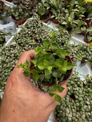 Dischidia Ruscifolia