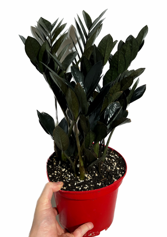 plante zz prix Zamioculcas Zamiifolia 'Raven'