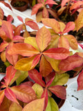 Pereskia Aculeata 'Godseffiana'