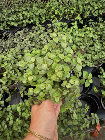 Callisia Repens 'Turtle'