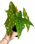Begonia Maculata | Bégonia Polka dot