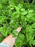 Adiantum Peruvianum | Silver Dollar Fern