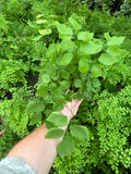 Adiantum Peruvianum | Silver Dollar Fern