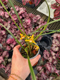 Maxillaria Tenuifolia | Coconut Orchid