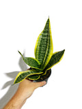 Sansevieria Trifasciata 'Laurentii' | Snake Plant