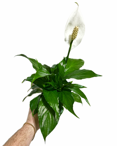 Spathiphyllum wallisii | Lis de la Paix | Peace Lily