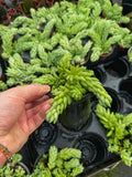 Sedum Morganianum 'Donkey's Tail'