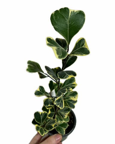 Ficus 'Triangularis Variegata'