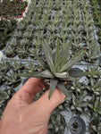 Haworthia Fasciata 'Concolor'