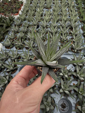 Haworthia Fasciata 'Concolor'