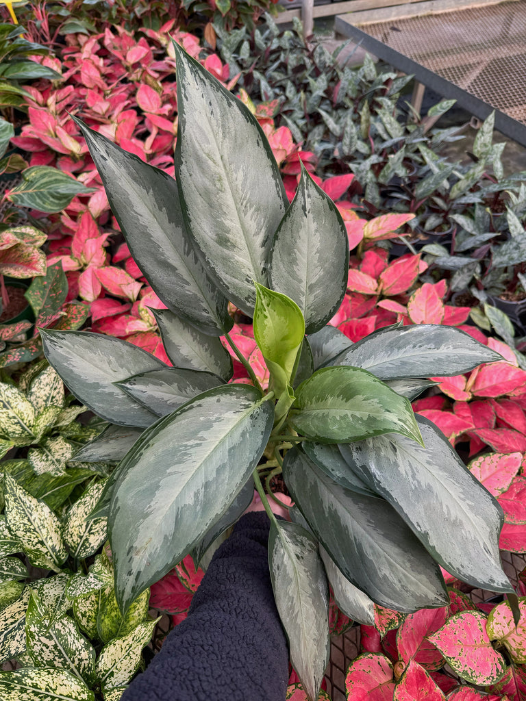 aglaonema silverado Aglaonema Commutatum 'Silverado' – Végétal Design Qc