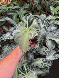 Alocasia 'Venom'