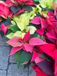 Red Poinsettia | Euphorbia pulcherrima