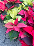 Red Poinsettia | Euphorbia pulcherrima