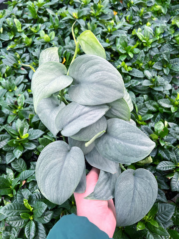 Scindapsus 'Platinum'