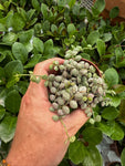 Dischidia nummularia 'Variegata'