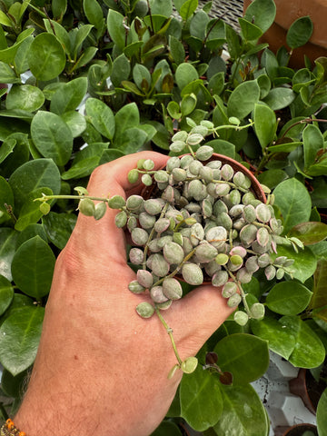 Dischidia nummularia 'Variegata'