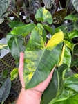 Philodendron 'Burle Marx Variegata'