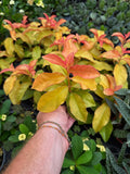 Pereskia Aculeata 'Godseffiana'