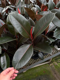 Ficus Elastica 'Burgundy' | Ficus Caoutchouc