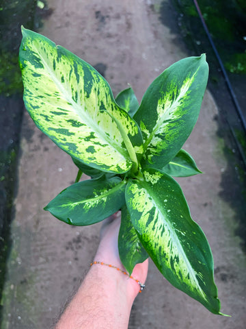 Dieffenbachia 'Sublime'