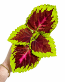 Coleus 'Kong Rose'