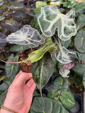 Alocasia 'Venom'