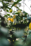 Citron 'Meyer' | Citronnier | Citrus x Meyeri