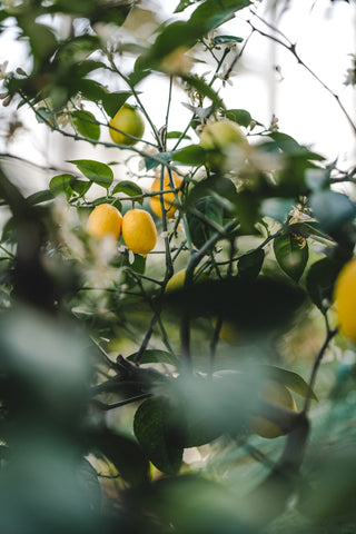 Citron 'Meyer' | Citronnier | Citrus x Meyeri