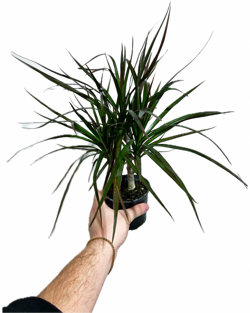 dracaena marginata temperature tolerance Dracaena Marginata on trunks