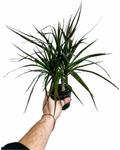 Dracaena Marginata sur troncs