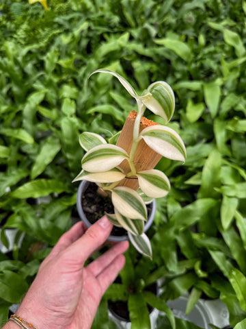 Vanilla Planifolia 'Albo Variegata'