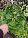 Epipremnum Aureum 'Lemon Meringue' | Pothos 'Lemon Meringue'