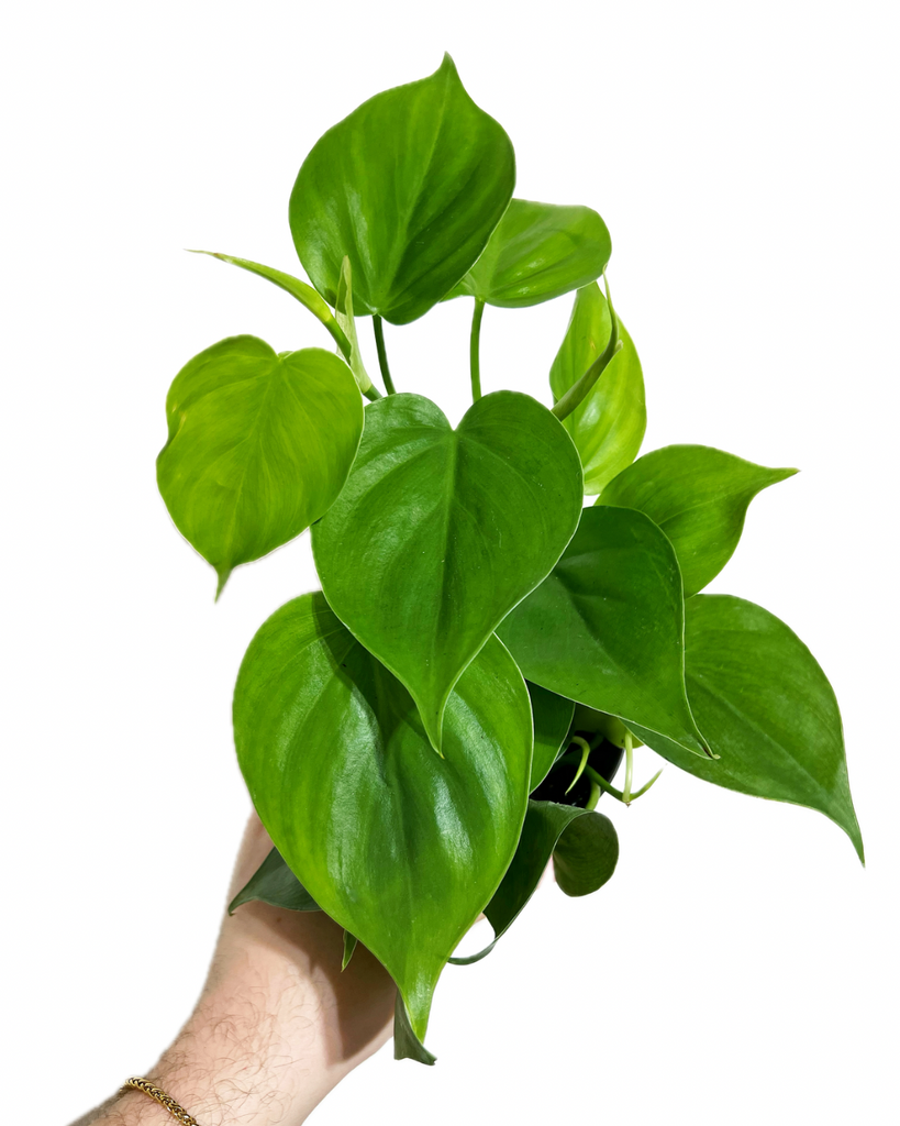 philodendron cordatum watering Philodendron Cordatum