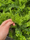 Nephrolepis Cordifolia 'Dennis Petticoats'