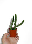 Peperomia Columella | Peperomia 'Columnar '