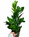 Zamioculcas Zamiifolia | ZZ plant