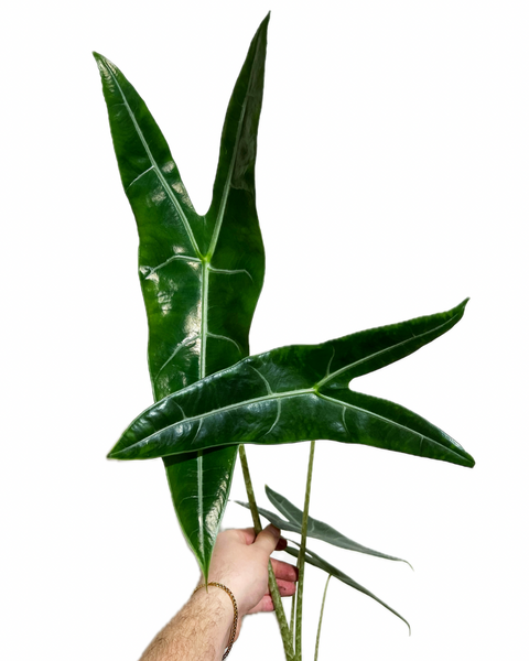 Alocasia Longiloba 'Silver' – Végétal Design Qc