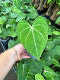 Anthurium Clarinervium