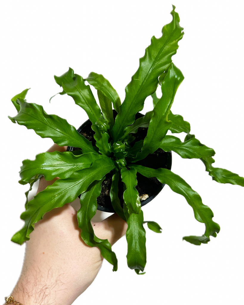 asplenium nidus victoria bird nest fern Asplenium Nidus 'Victoria'