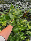 Epipremnum pinnatum 'Yellow Sunrise'