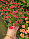 Euphorbia Milii 'Rouge' | Couronne d'épines