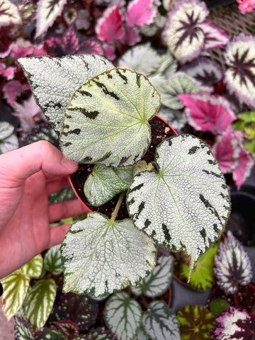 Begonia Rex 'Silver Jewel'