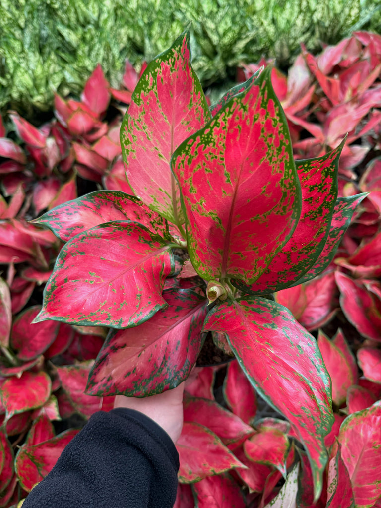 aglaonema auspicious red Aglaonema 'Lucky Red'