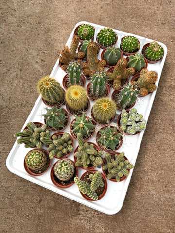 Mix Piquants 'Cactus'