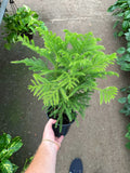 Araucaria Heterophylla | norfolk pine