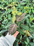 Bégonia Argyro 'Violacea'