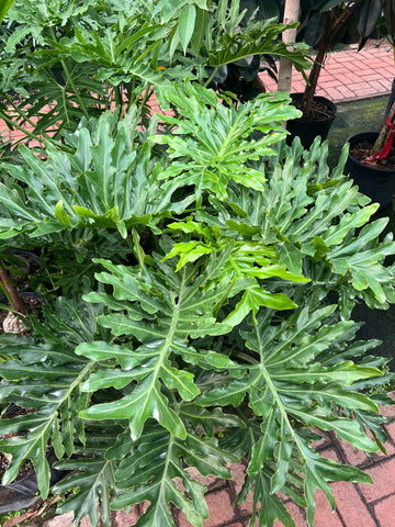 Philodendron 'Selloum'
