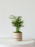 Palmier Neanthe 'Bella'