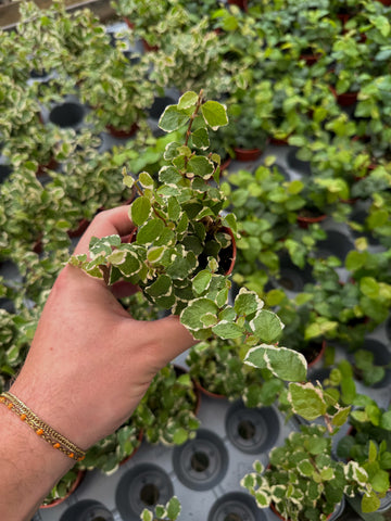 Ficus Pumila Variegata | Figuier nain